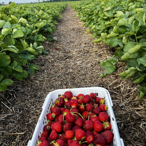 Basket of strawberries in the field