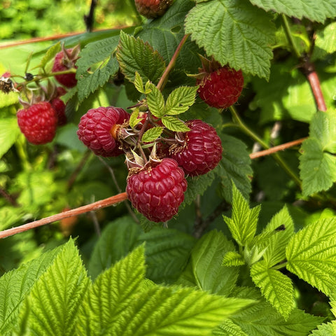 Raspberries in the field
